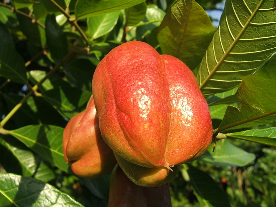 Ackee fruit